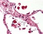 STAT1 Antibody (clone SM1)